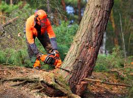 Best Tree Preservation Services  in Emporia, VA