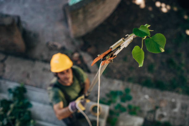 How Our Tree Care Process Works  in  Emporia, VA