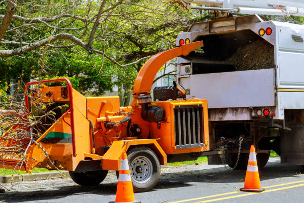 Best Leaf Removal  in Emporia, VA