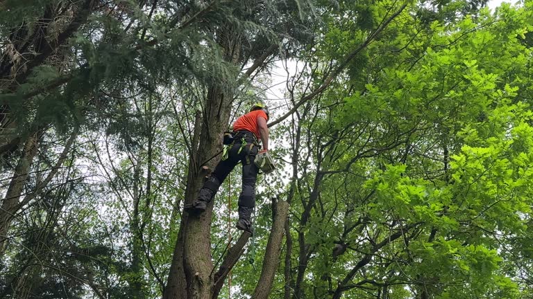 Best Tree Preservation Services  in Emporia, VA